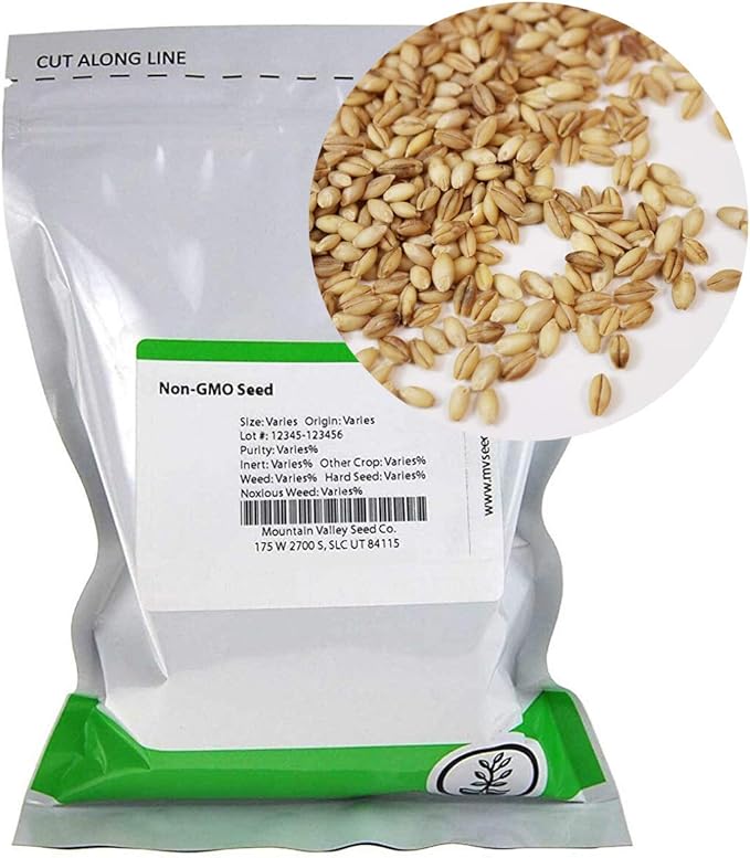 Organic Hulless Sprouting Barley - 5 Lb - Non-GMO Barley Seed - Husk Removed - Excellent Germination - for Sprouts, Barleygrass, Ornamental Grass, Emergency Supply, More