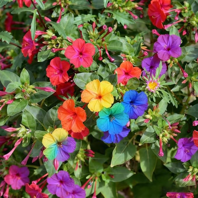 80+ Four O'clock Flower Seeds for Planting - Mix Color Mirabilis Jalapa Flower Seeds Tropical Ornaments