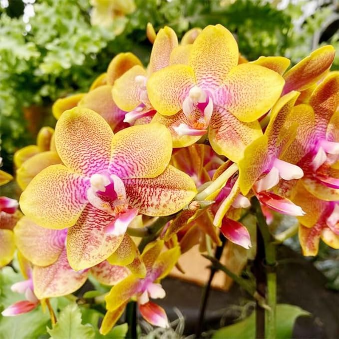 110+ Mix Orchid Seeds for Planting in Home Garden-Non-GMO Heirloom Plant Seeds Garden Outdoor