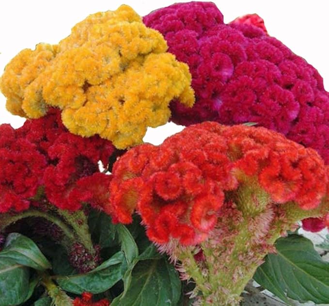 Mix Cockscomb Seeds for Planting - 300+ Celosia Cockscomb Seeds Dwarf Flower Seed Non-GMO Seeds Exotic Flowers Garden Outdoor
