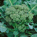 Broccoli Green Sprouting Heirloom Great Vegetable by Seed Kingdom 1 Lb Seeds