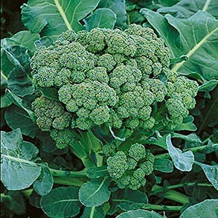 Broccoli Green Sprouting Heirloom Great Vegetable by Seed Kingdom 1 Lb Seeds