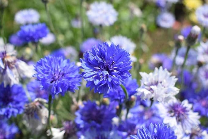 Wildflower Seeds Mixed, Perennial Flower Seeds fo Plating (4 Ounces 36000 Seeds)