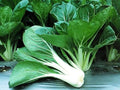 Seeds Bok Choy Chinese - Green Cabbage - Heirloom Vegetable - GMO Free
