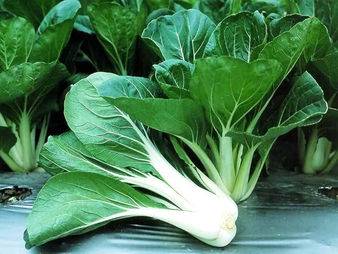Bok Choy Seeds – Brassica Rapa | Fast-Growing & Nutrient-Rich | Annual | Crisp & Tender Asian Green Cabbage