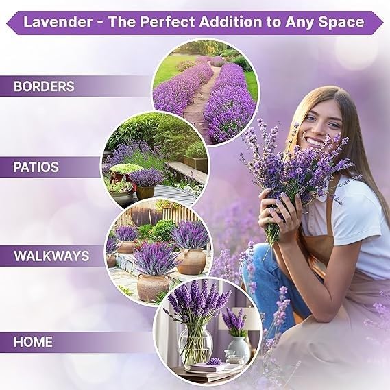 Common English Lavender Seeds for Planting Heirloom Non GMO Lavender – Plant & Grow English Lavender Seed Packets in Home Outdoor Herb Garden, Great Gardening Gift – 1 Packet 500 Seeds