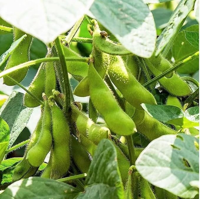 40 Triple Play Japanese Edamame Soybean Seeds | Non GMO Planting Soy Bean Korean Chinese Soybean Asian Vegetable Seed