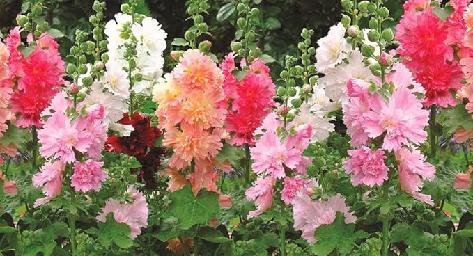 Hollyhock Majorette Mix Seeds – Alcea Rosea | Annual/Biennial | Compact, Double Blooms for Borders & Containers