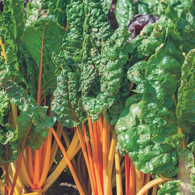 Oriole Orange Swiss Chard Seeds 25 Lb ~920,000 Seeds – Vibrant, Fast-Growing Greens – Cold Hardy, Heat Tolerant, High Yield – Great for Salads & Cooking – Open-Pollinated, Non-GMO