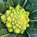 400 Romanesco Cauliflower Seeds | Brassica Italian Roman Broccoli Broccoflower Green Broccolo Non GMO Heirloom