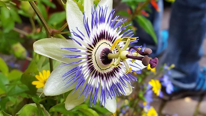 Seeds Flowers Passionflower Purple Perennial Exotic - 3 Seeds