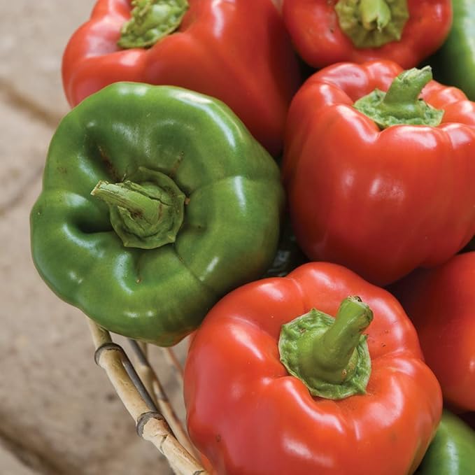 Burpee California Wonder (Organic) Sweet Pepper Seeds 300 seeds