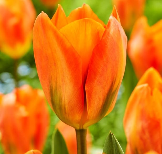 Mix Triumph Tulips 10 Bulbs for Fall Planting Colorful Flower Tulipa Darwin Hybrid Changing Colors Mixture Size 12+ 4 Varieties to Choose (Orange Emperor, 10, Mix Color)