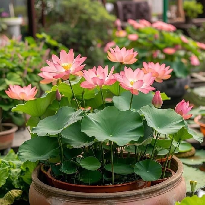Mixed Bowl Lotus Seeds for Planting, 35 Water Lily Flower Plant Seed, Non-GMO Bowl Lotus Fresh Garden Seeds for Home Indoor Outdoor and Garden
