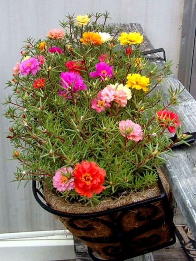 Seeds Multicolor Purslane Double Flower Mix 1000+ Seeds to Grow Double Moss Rose Perfect Ground Cover