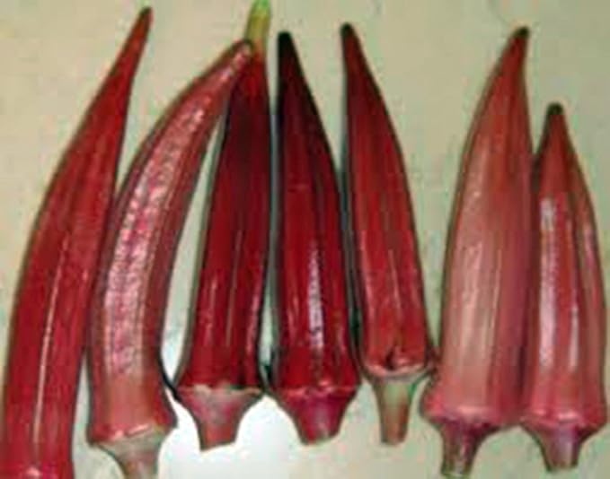 Okra Seed, Red Burgandy, Heirloom, Non GMO, 500 Seeds, Garden Okra Seed