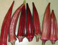 Okra Seed, Red Burgandy, Heirloom, Non GMO, 500 Seeds, Garden Okra Seed