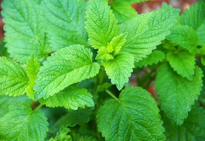 Seeds Lemon Balm Melissa - Heirloom Herb - GMO Free