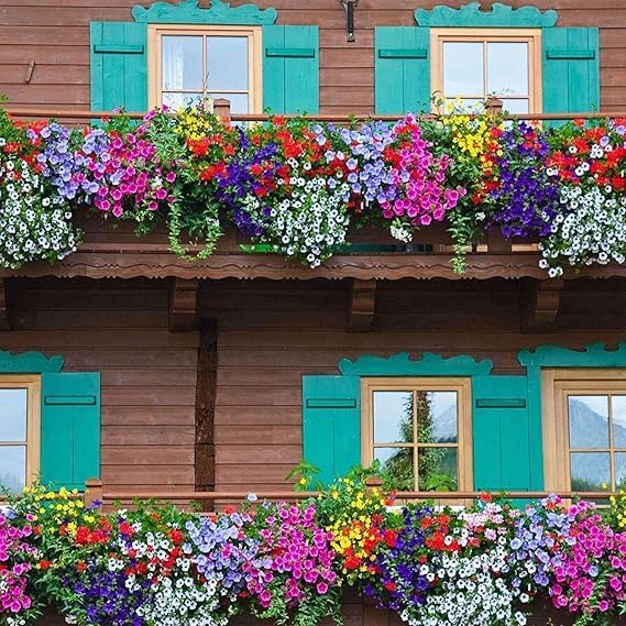 Mixed Color Superpetunia Seeds, 2 Packs of 20 Each Flowering Plant for Window Boxes and Hanging Baskets Limited Supply Order Now!