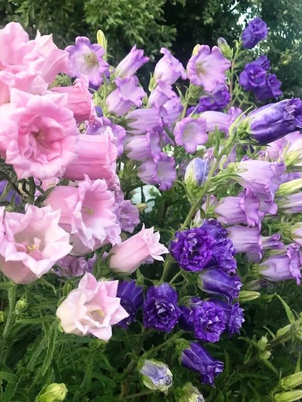 22Day Seeds: Seeds Canterbury Bells Double Mix/Bellflower/Biennial Flowers