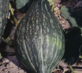 Squash Green Hubbard Garden Heirloom Vegetable Seeds by Seed Kingdom (300 Seeds)