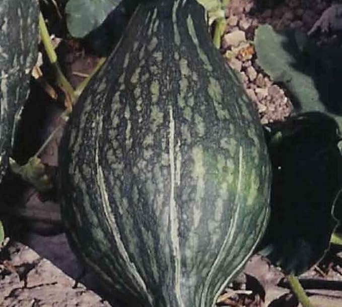 Squash Green Hubbard Garden Heirloom Vegetable Seeds by Seed Kingdom (300 Seeds)