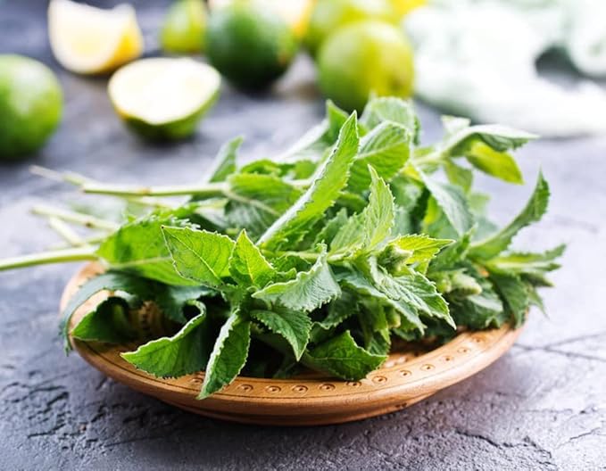 300+ Mint Seeds for Planting Mentha Non-GMO Herb Variety for Culinary