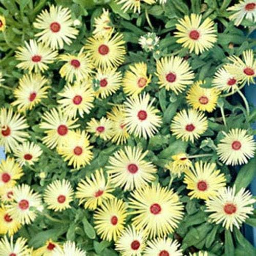 Outsidepride Gelato Yellow Ice Plant Seeds - 10000 Pcs Perennial, Drought Tolerant Ground Cover Seeds for Planting Vibrant Trailing Blooms, Ideal for Sunny Gardens & Xeriscape Landscaping