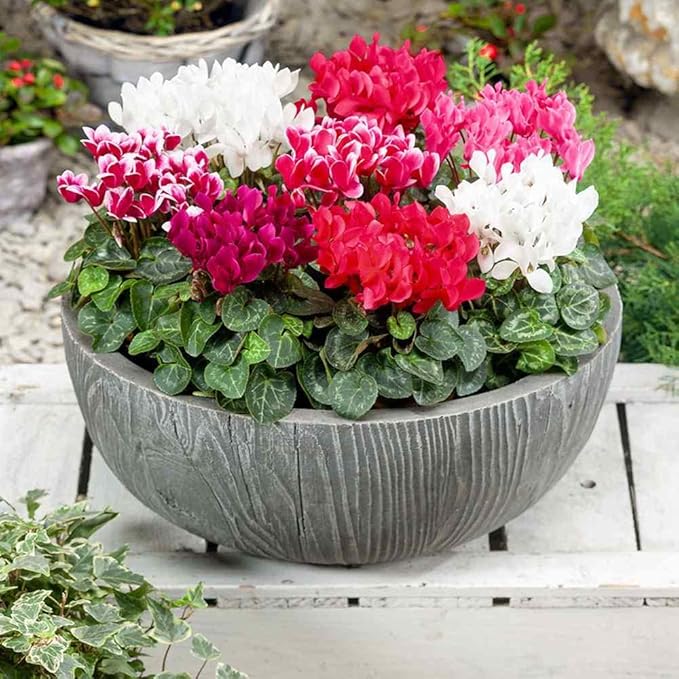 Outsidepride Persicum Cyclamen Seeds - 100 Pcs Compact, Annual Flowering House Plants with Attractive Blooms & Foliage, for Shaded Garden Areas, Small Spaces, Containers, Indoors & Outdoors