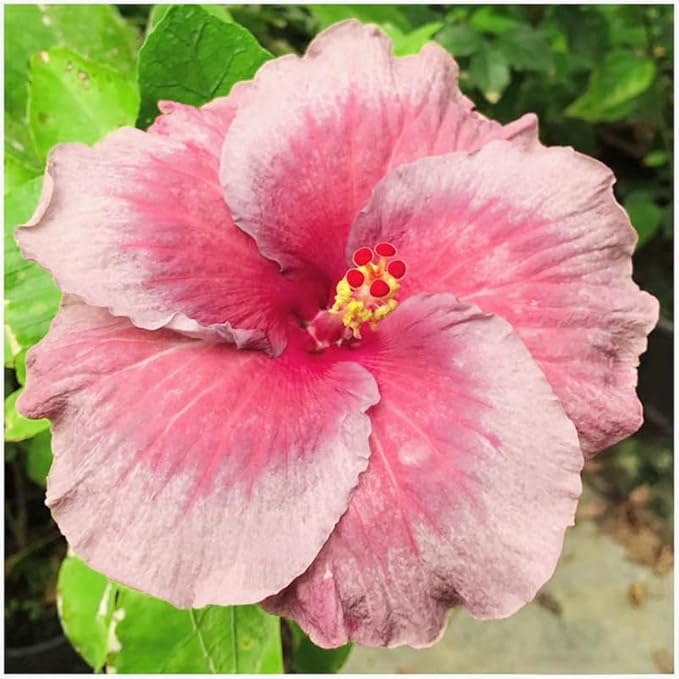 30+ Rare Hibiscus Seeds Rainbow Flower Tropical Seeds Flowering Hibiscus Tree Seeds with Bright Colors