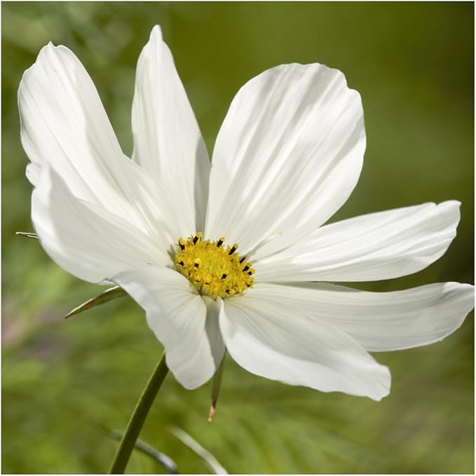 Seed Needs Cosmos Seeds for Planting Purity White Cosmo Flowers - Heirloom & Open Pollinated Wildflowers to Plant & Grow an Outdoor Wildflower Butterfly Garden (1 Pack)