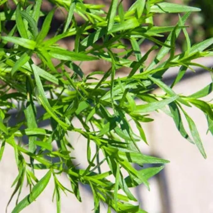 Pack 2 Tarragon Plants Live, Tarragon Herb Well Rooted 4 to 5 Inch, Tarragon Mint for Planting