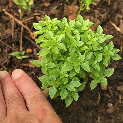 Seeds Lemon Basil Herb Non GMO Heirloom for Planting