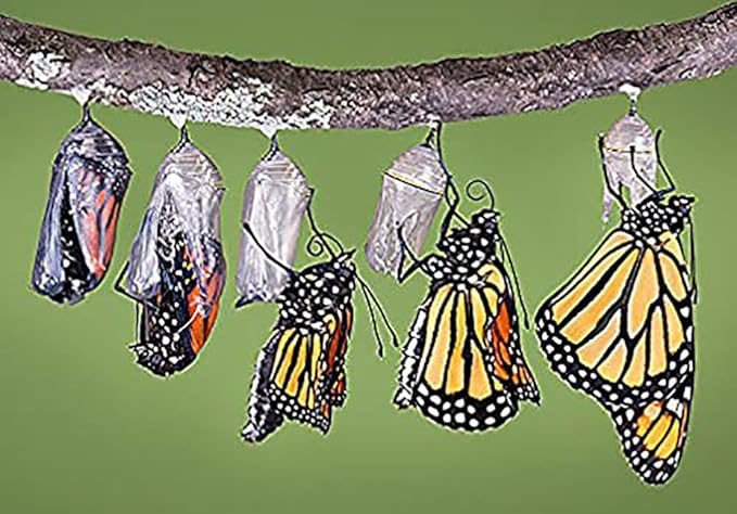 Pink Swamp Milkweed Seeds to Help Save The Monarch Butterflies - Incarnata Milkweed