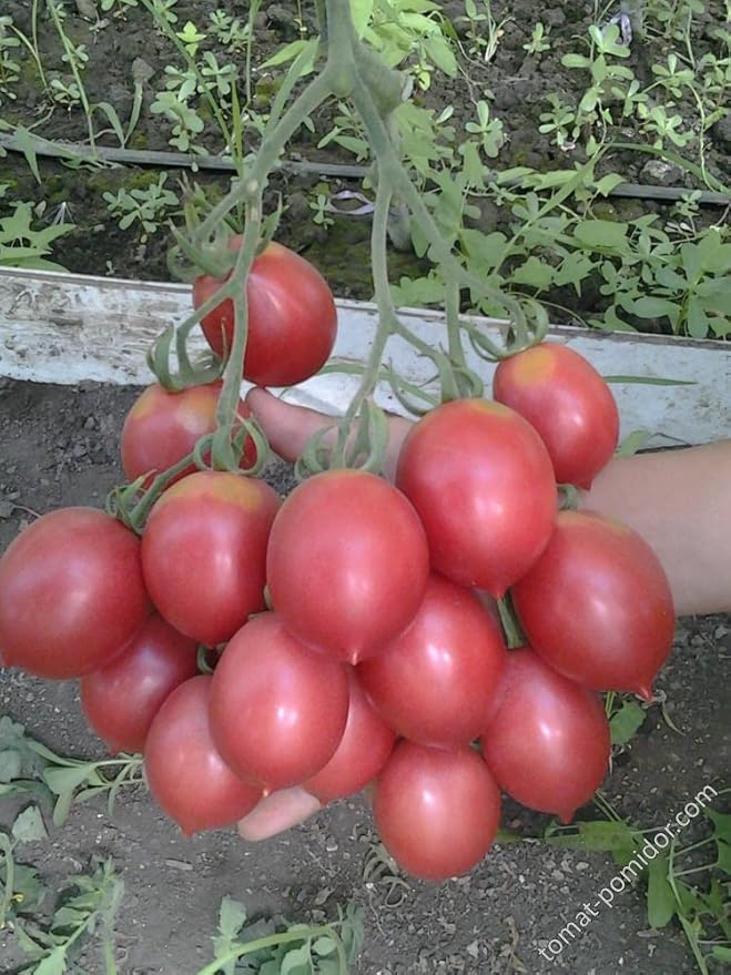 NIKA SEEDS - Seeds Vegetable Pink De Barao Tomato - 30 Seeds