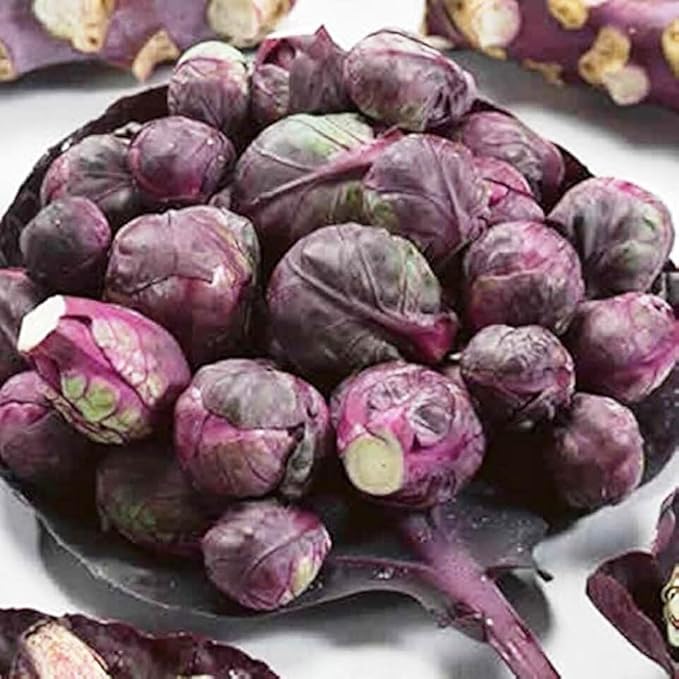 Seeds4planting - Seeds Brussels Sprouts Mix Cabbage Long Island and Redarling Indoor Heirloom Vegetable Non GMO