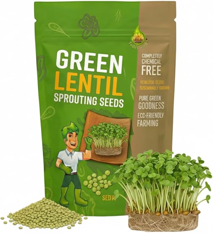 Todd's Seeds Sprouting Green Lentil Seeds, Heirloom, Non-GMO, Chemical Free, High Germinating (One Pound)