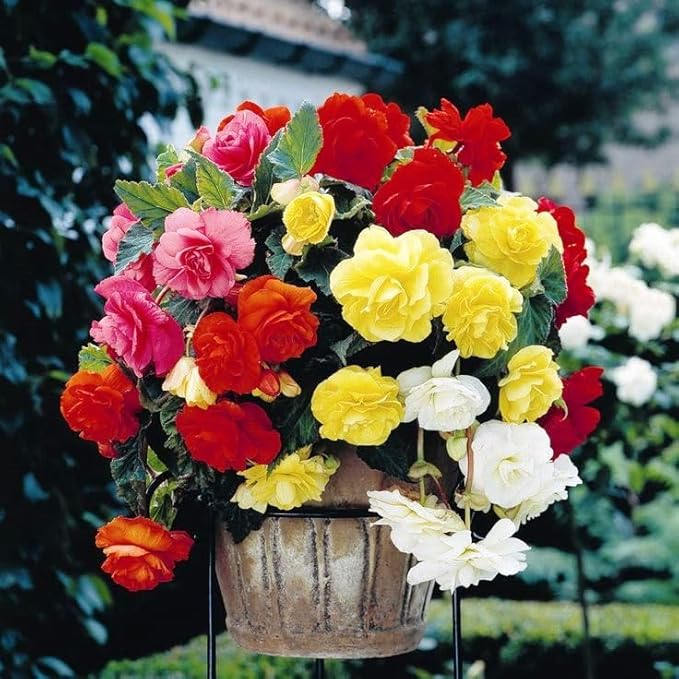Seeds Large Leaf Wax Begonia Mix Annual Beautiful Flowers
