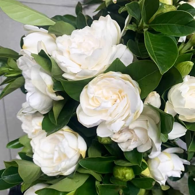300+ Gardenia Seeds Cape Jasmine Flower Seed for Home Garden Planting