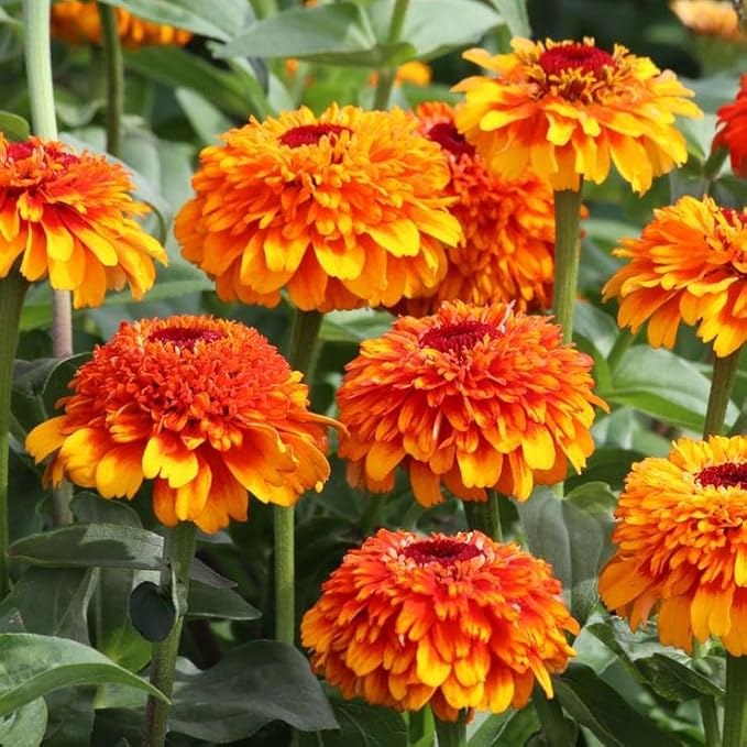 Park Seed Zinderella Zest Zinnia Seeds, Pack of 25 – Fleuroselect Novelty Award Winner, 70-90 Days to Maturity, Non-GMO, Bright Golden Yellow & Burnt Orange Flowers, Ideal for Gardens, Containers