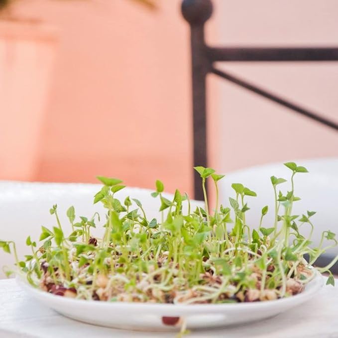 Todd's Seeds Protein Bean Sprouting Seed Mix; Green Pea, Mung Bean, Adzuki, Garbanzo, Non-GMO, Chemical Free, High Germination (1/4 Pound)