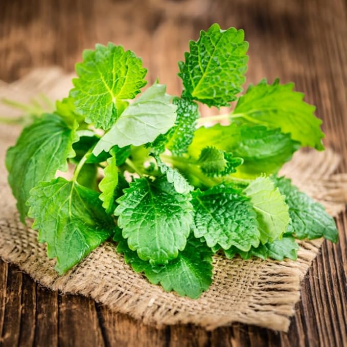 Set 2 Lemon Balm Plants Live for Planting, 4-7" Tall, Lemon Balm Mint Herb Seedling, Well Rooted Starter Plants