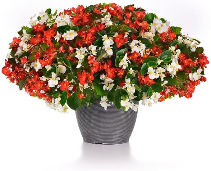 Park Seed Hula Red & White Mix Begonia Seeds - Pack of 10 Seeds, Vibrant Red and White Blooms, Trailing Habit, Perfect for Hanging Baskets and Containers, Early Flowering