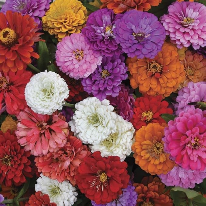 Park Seed Easy DIY Planting Sow Effortless Collection Seed Discs, Zinnia Thumbelina, (Set of 2)