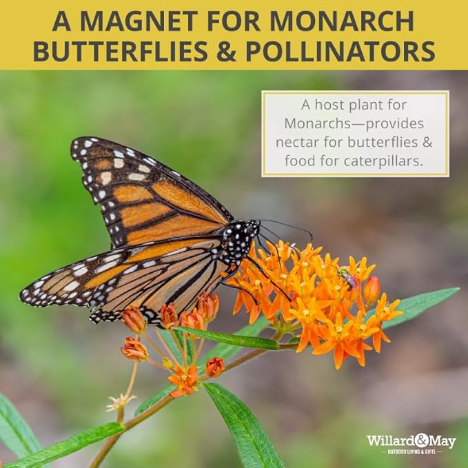 Butterfly Weed Flower - Perennial Garden Flower Root