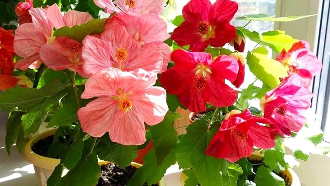 Seeds Abutilon Seeds Mix 50 Seeds for Planting Flowers Indian Mallow Flowering Maple