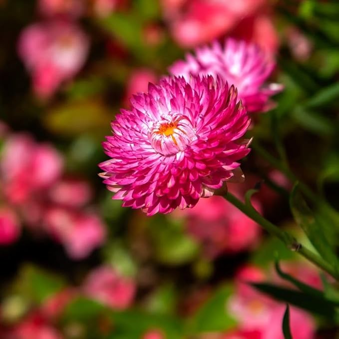 2500 Non-GMO Strawflower Seeds - Heirloom Low-Maintenance Flowers, High Germination & Pest-Resistant, Perfect for Pots