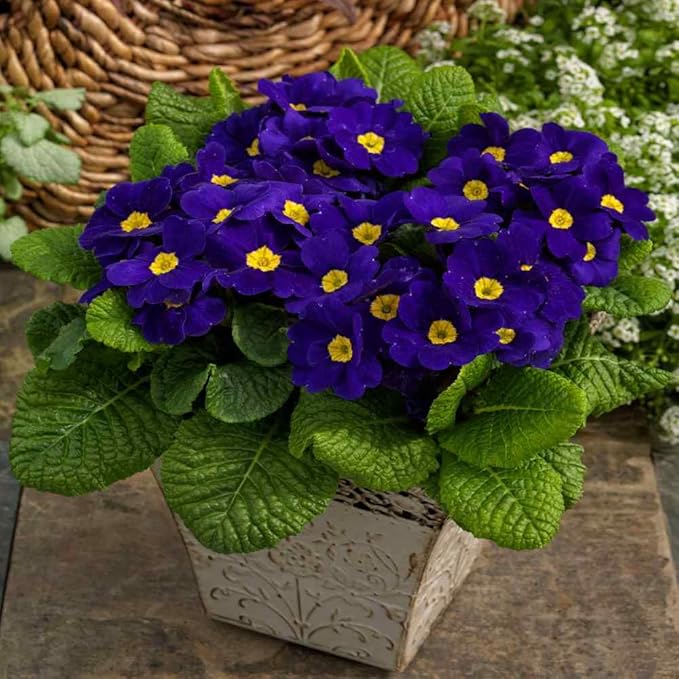 Primrose Flower Seeds 2 Packs of20 Seeds, Blue and Purple Flowering Plants with Yellow Centers, Garden Flowers Limited Supply Order Now!
