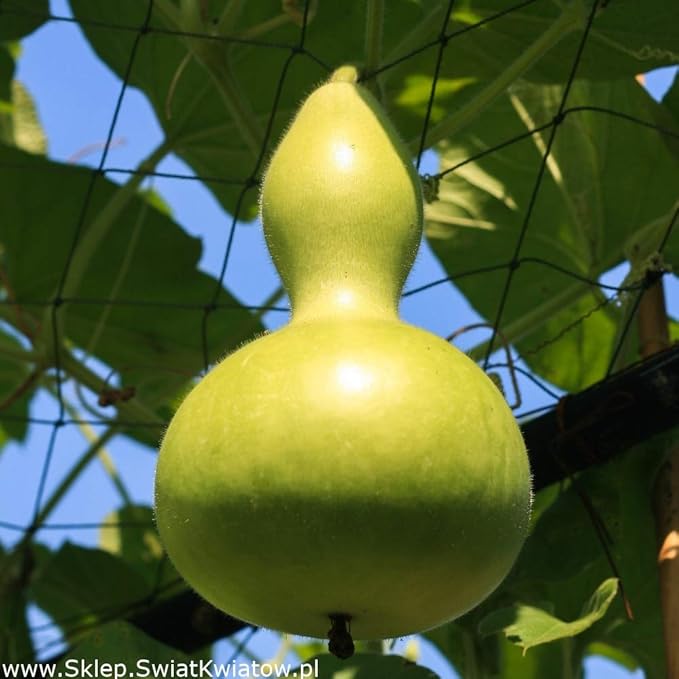 KIRA SEEDS - Seeds Bottle Gourd - Calabash - Lagenaria - Heirloom Vegetable - GMO Free