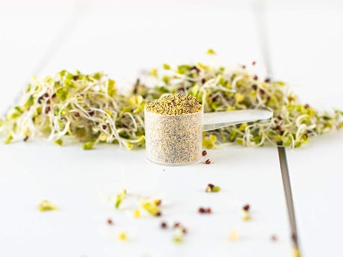 KOYAH - Organic USA Broccoli Sprout Powder (1 Scoop = 1/4 Cup Sprouts): 36 Servings, Freeze-Dried, Tested for Active Myrosinase and Glucoraphanin (Sulforaphane Glucosinolate)